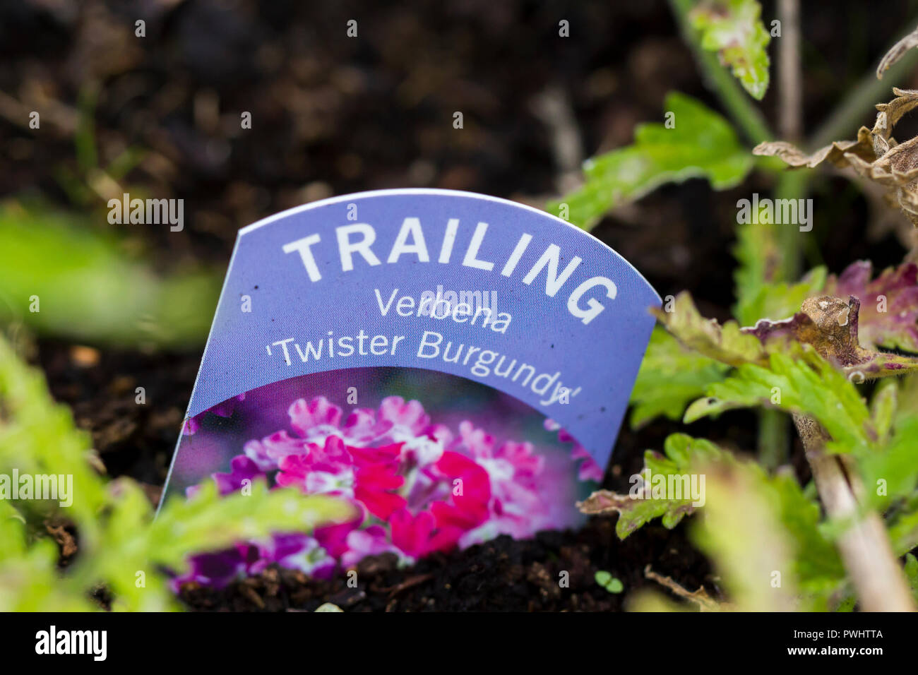 Nachgestellte Eisenkraut Twister Burgund Blumen Aufkleber Stockfoto