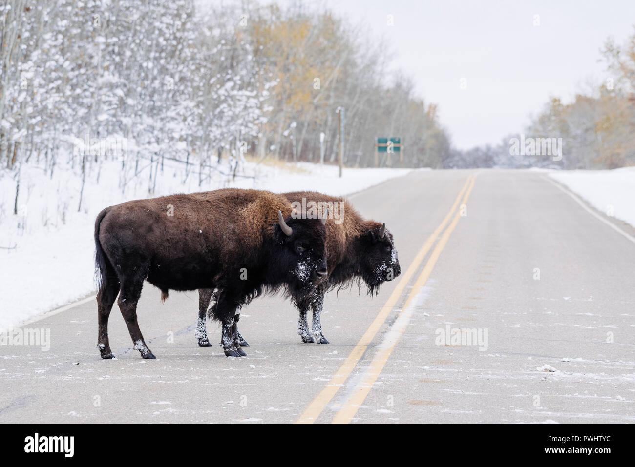 Zwei Bison Überqueren der Straße im Schnee, Elk Island National Park, Alberta, Kanada Stockfoto