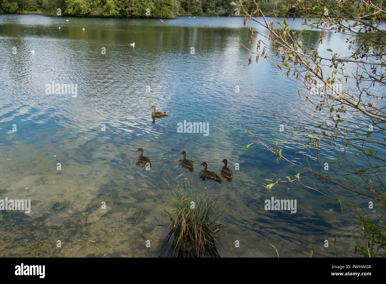 Lake Stockfoto