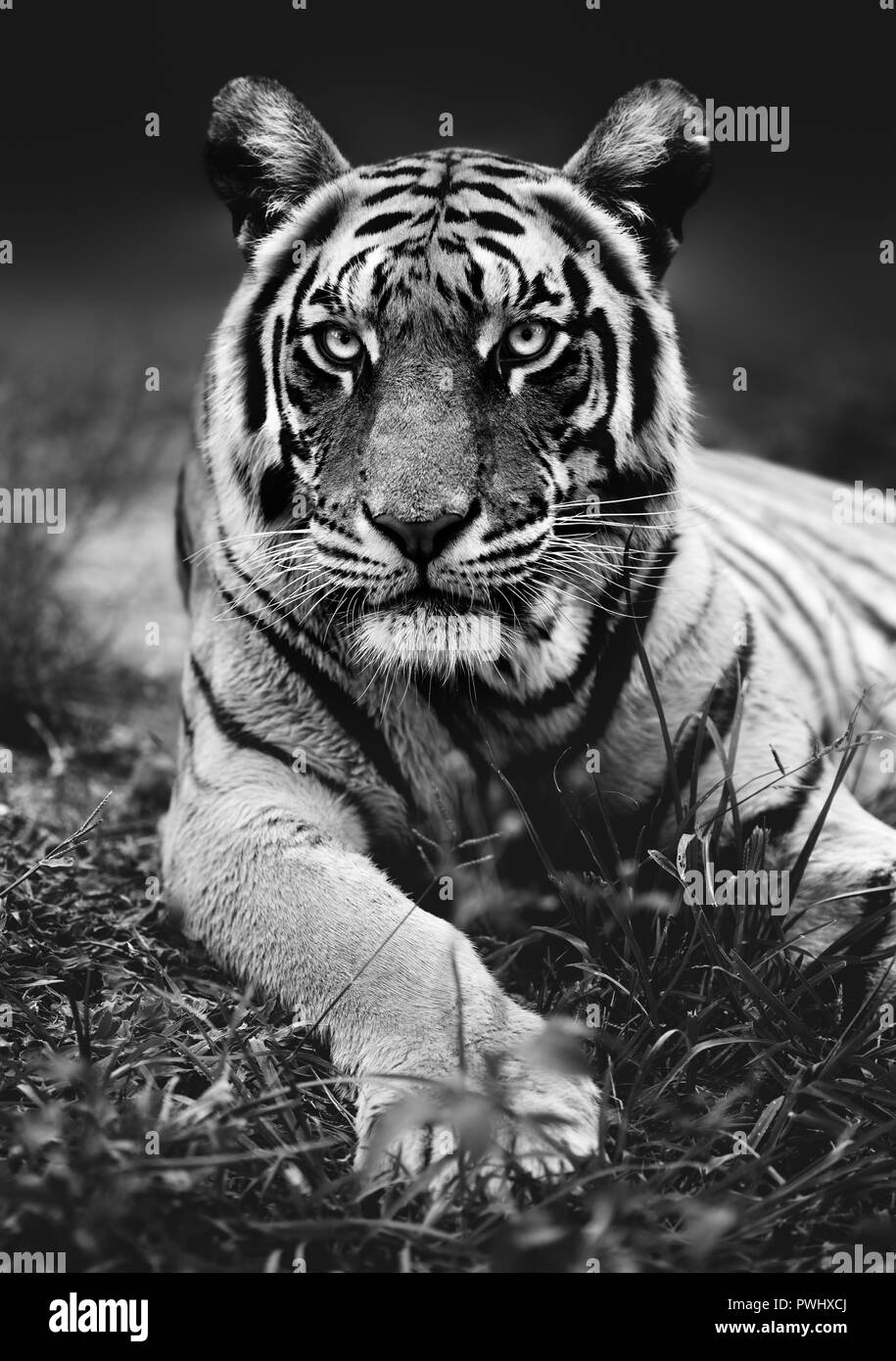 Niedrige Engel Bengal Tiger hautnah mit dem Tier in die Kamera starrt in Schwarz und Weiß. Panthera tigris Stockfoto