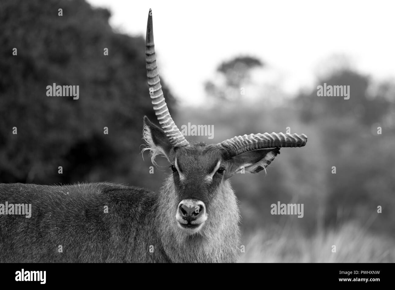 Pferdeantilope mit gebrochenen Geweih. Bei Port Lympne Safari Park in der Nähe von Ashford Kent UK fotografiert. Stockfoto