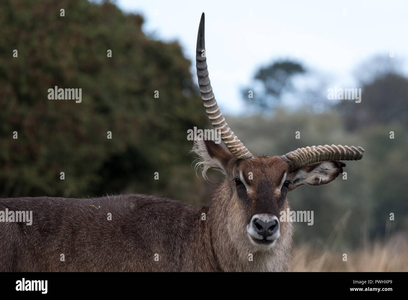 Pferdeantilope mit gebrochenen Geweih. Bei Port Lympne Safari Park in der Nähe von Ashford Kent UK fotografiert. Stockfoto