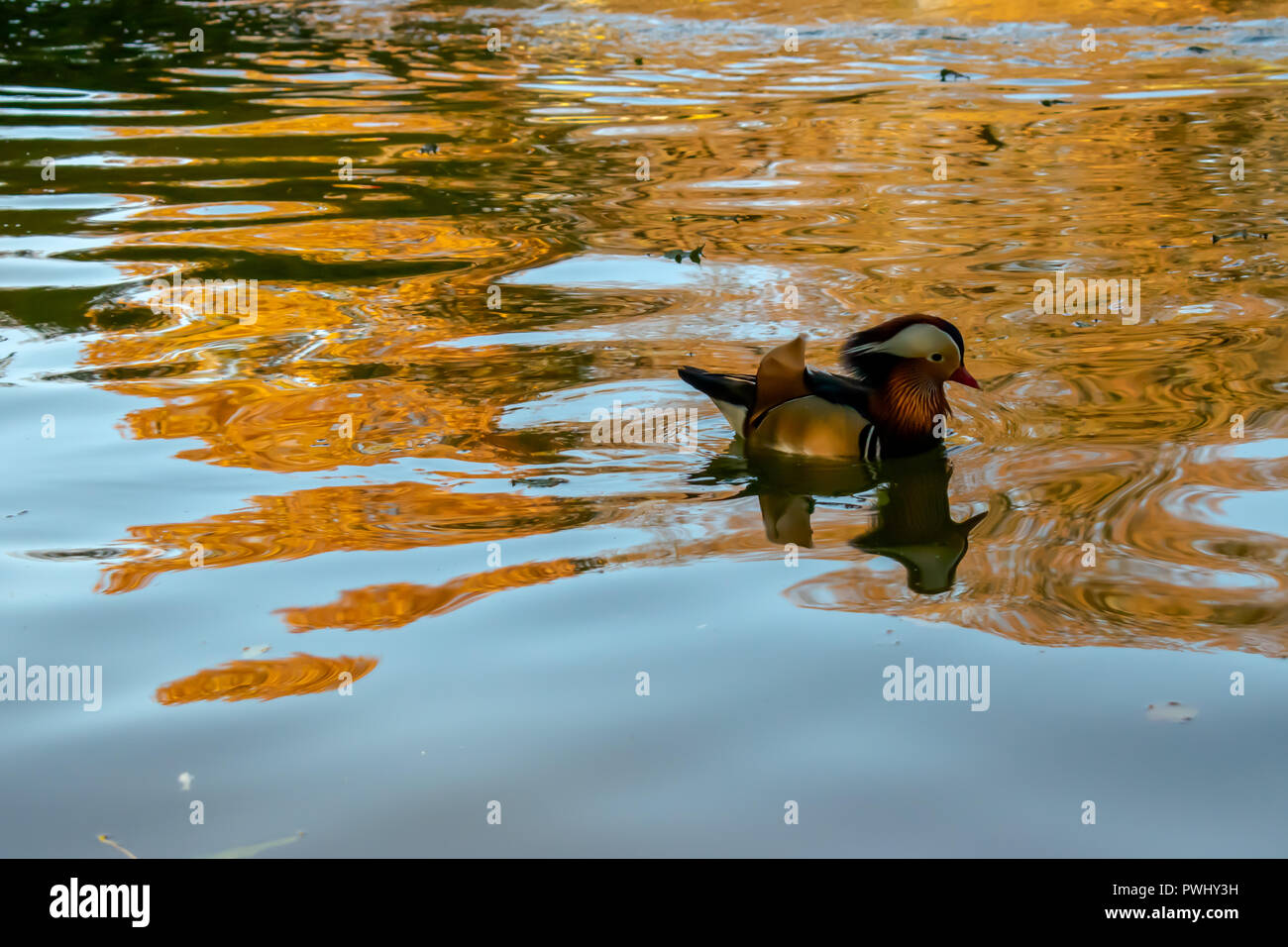 Mandarin Ente auf dem See Stockfoto