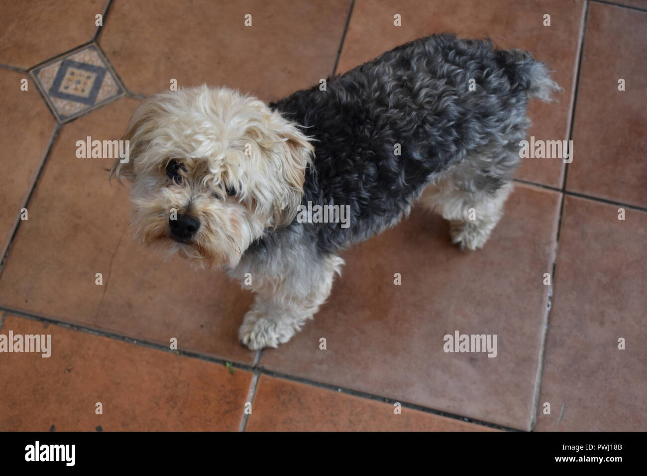 Hund Stockfoto