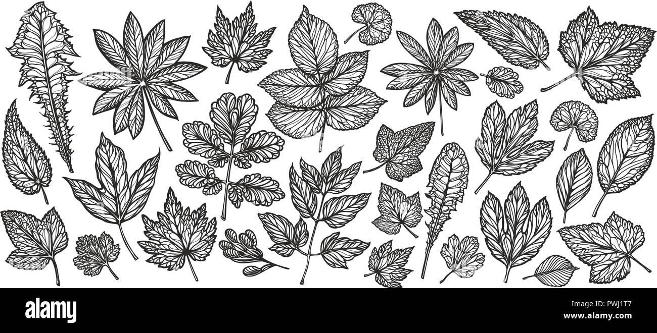 Dekorative Blätter und Gras. Natur Konzept. Vintage Skizze Vector Illustration Stock Vektor