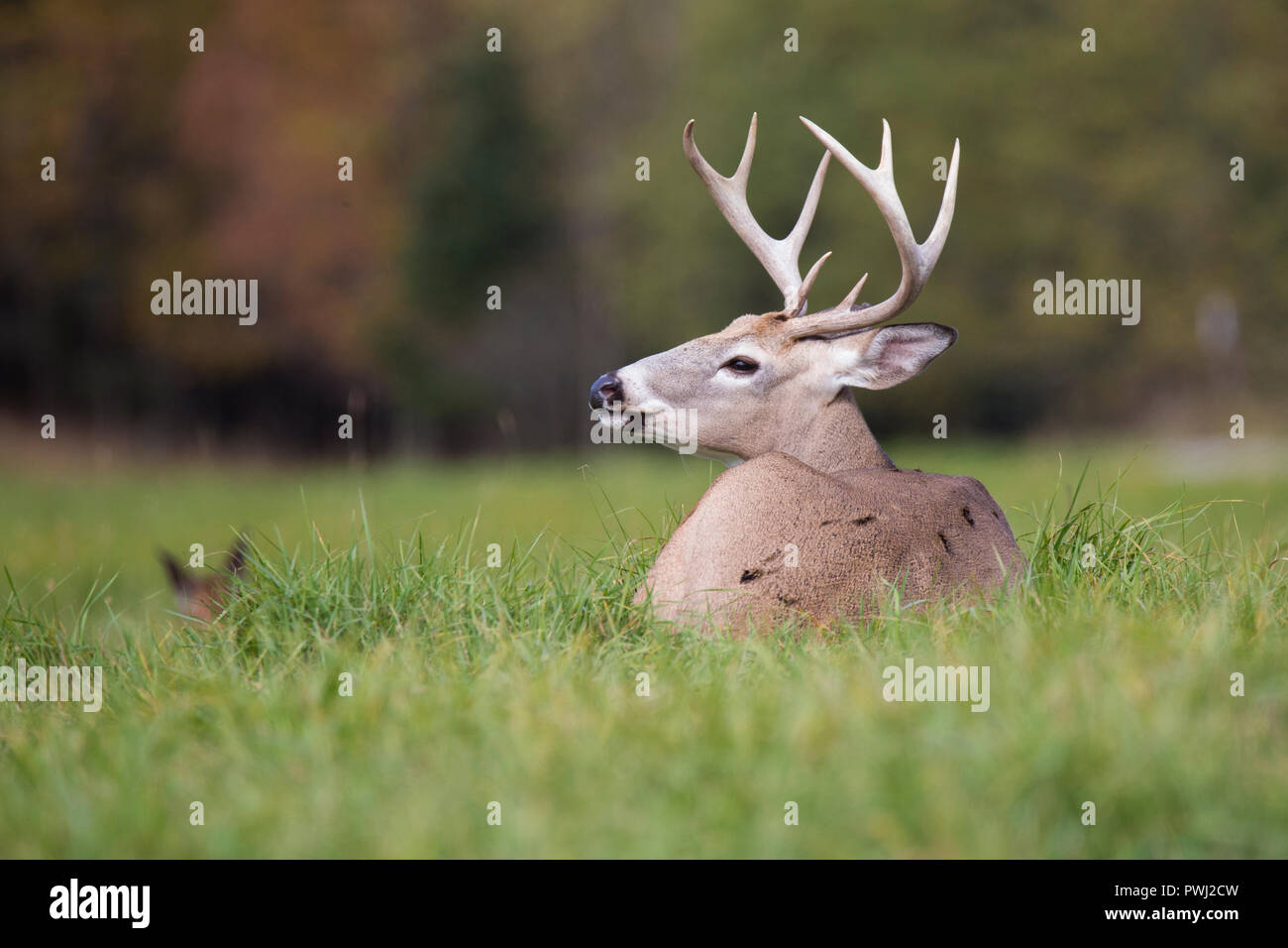 Weißwedelhirsche Buck im Herbst Stockfoto