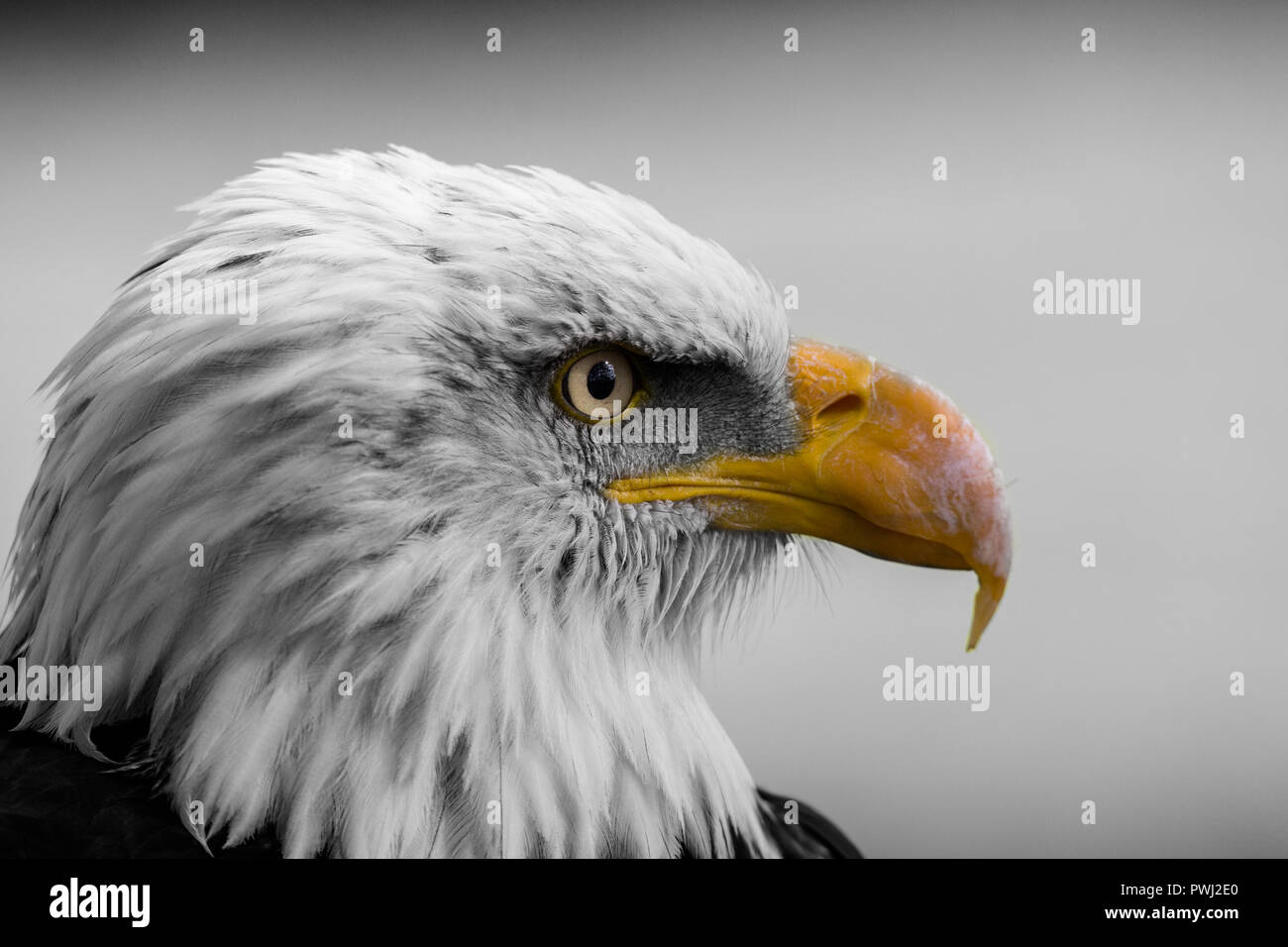Weißkopf-Seeadler-Porträt Stockfoto