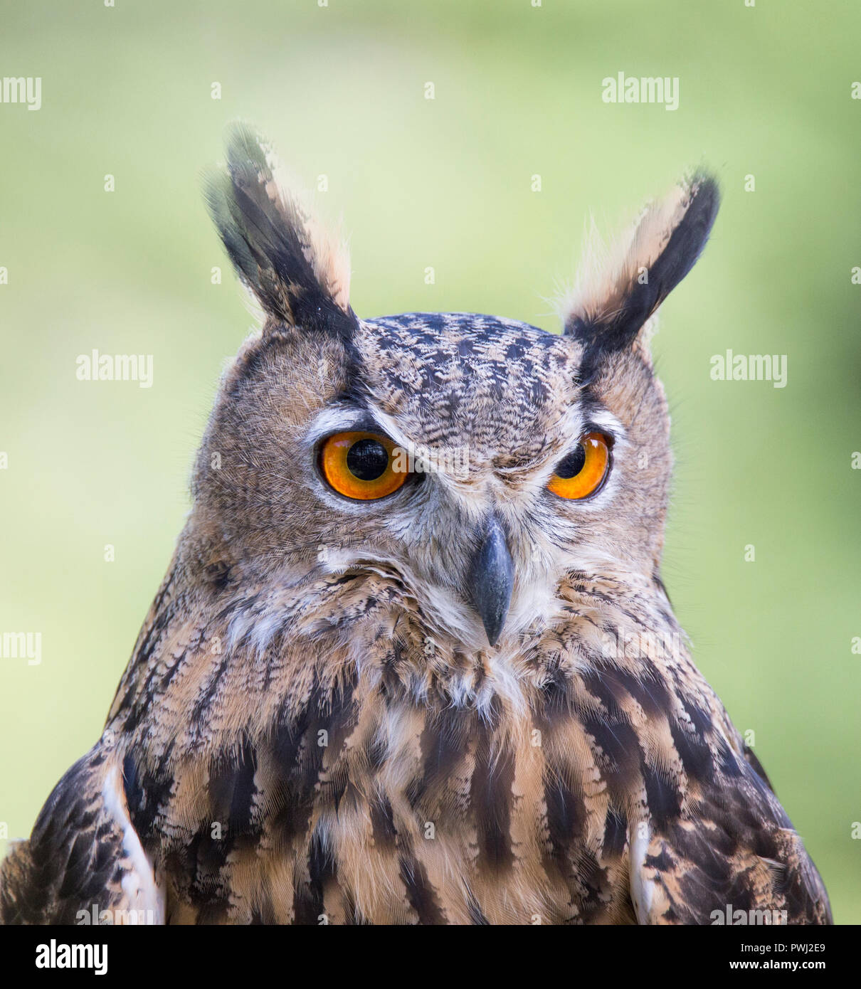 Eurasischen Uhu portrait Stockfoto