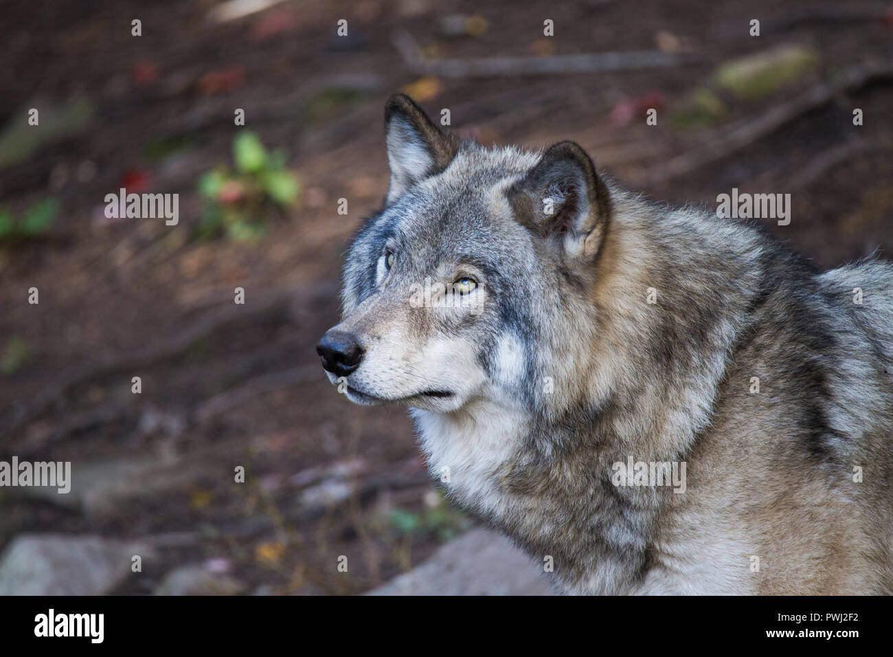Timber wolves -Fotos und -Bildmaterial in hoher Auflösung – Alamy