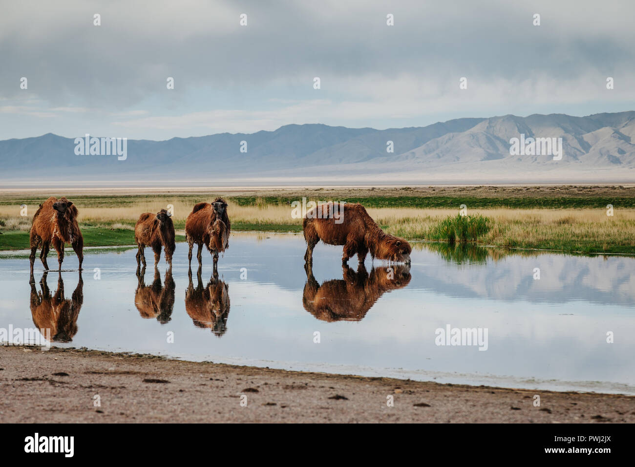 Vier baktrischen Kamele Trinkwasser aus einer Oase, die fernen Berge und ihre Reflexion im Wasser. Govi Altai, Mongolei Stockfoto