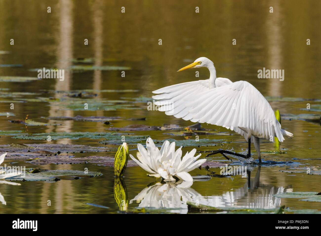 Nicht-Zucht Intermediate Egret schneidigen über offene Wasser und Seerosen herding Schule Fisch vor dem Anschlagen. Stockfoto