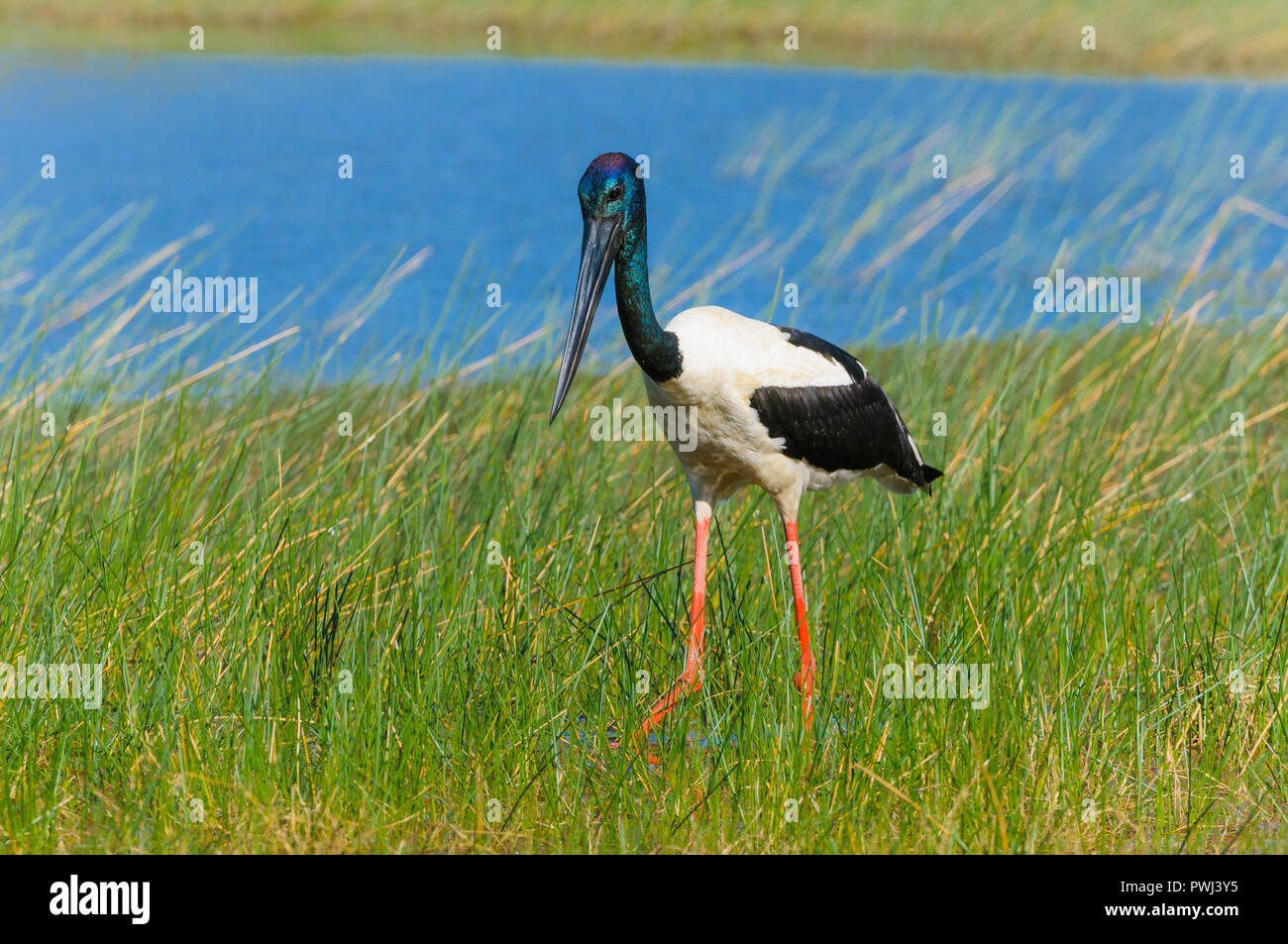 Bild des natürlichen Jagdverhaltens des Australasian Storch, Black-Neck Stork oder, der australische Jabiru, der durch Feuchtgebiete jagt. Stockfoto