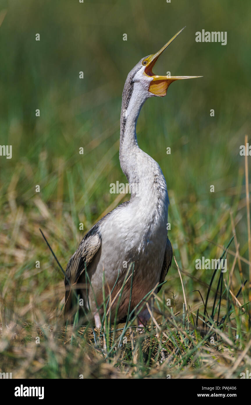 Eine weibliche Darter legt eine Herausforderung und vocal Anspruch auf Ihr marschland Gebiet. Stockfoto Eine weibliche Darter legt eine Herausforderung und vocal Anspruch auf Ihr marschland Gebiet. Stockfoto