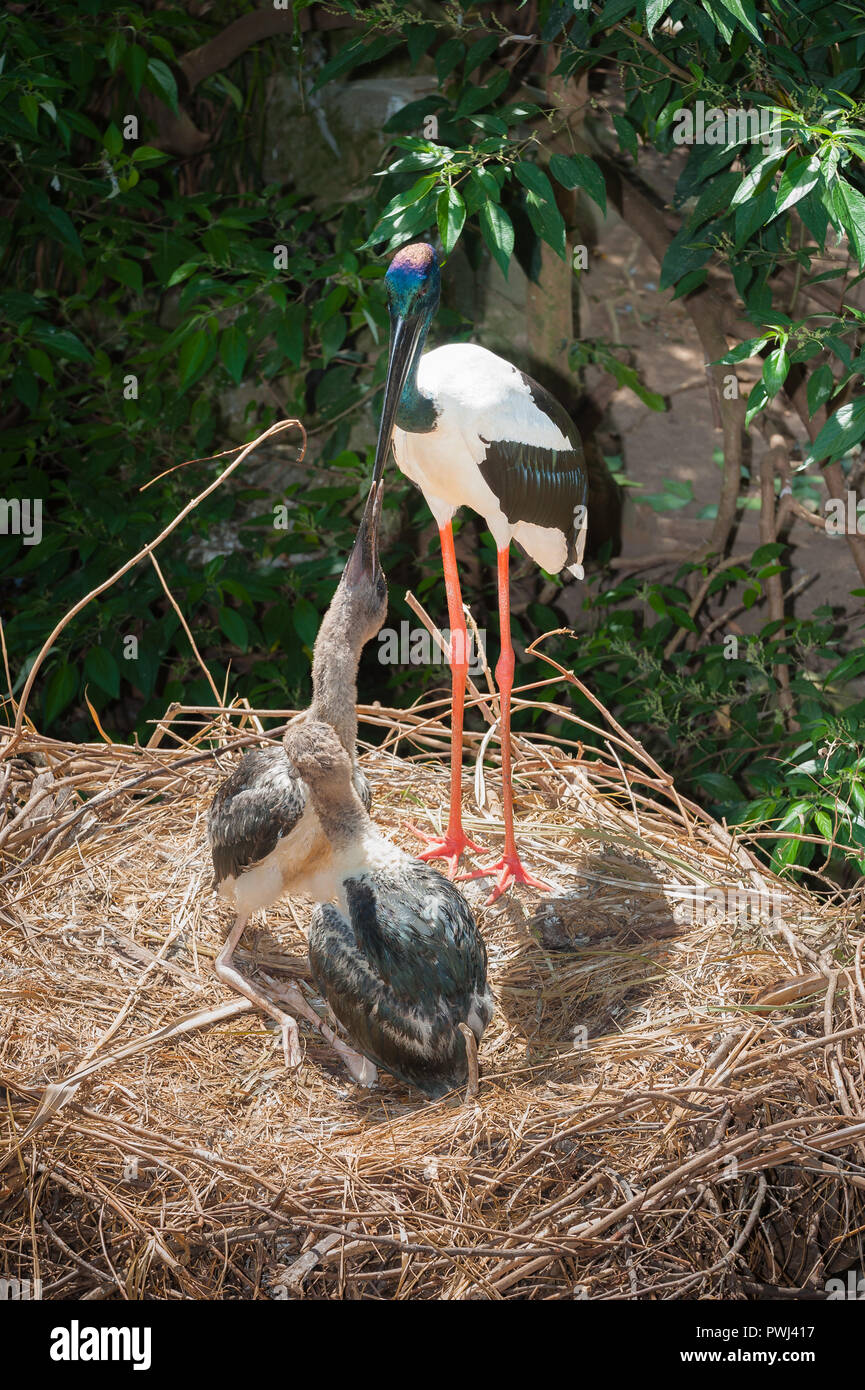 Bilder von den natürlichen Verhaltensweisen der Australischen Feuchtgebieten Wader, die Australasian Stork, Schwarz-ausschnitt Storch oder, in Australien der Jabiru. Stockfoto