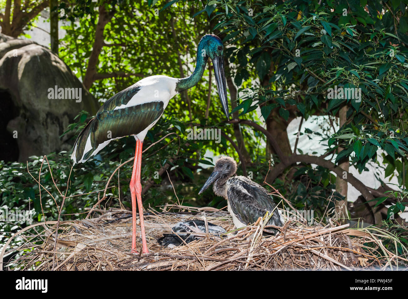 Bilder von den natürlichen Verhaltensweisen der Australischen Feuchtgebieten Wader, die Australasian Stork, Schwarz-ausschnitt Storch oder, in Australien der Jabiru. Stockfoto