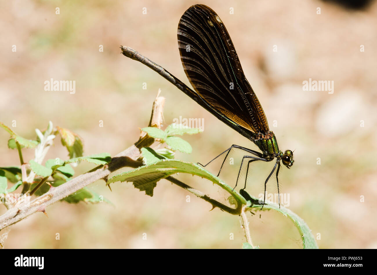 Libelle Fotografie, Schwarz Gelb, Grün, Blau und Rot, Dragonfly, Nahaufnahme, klaren Hintergrund und bokeh Pflanzen Stockfoto