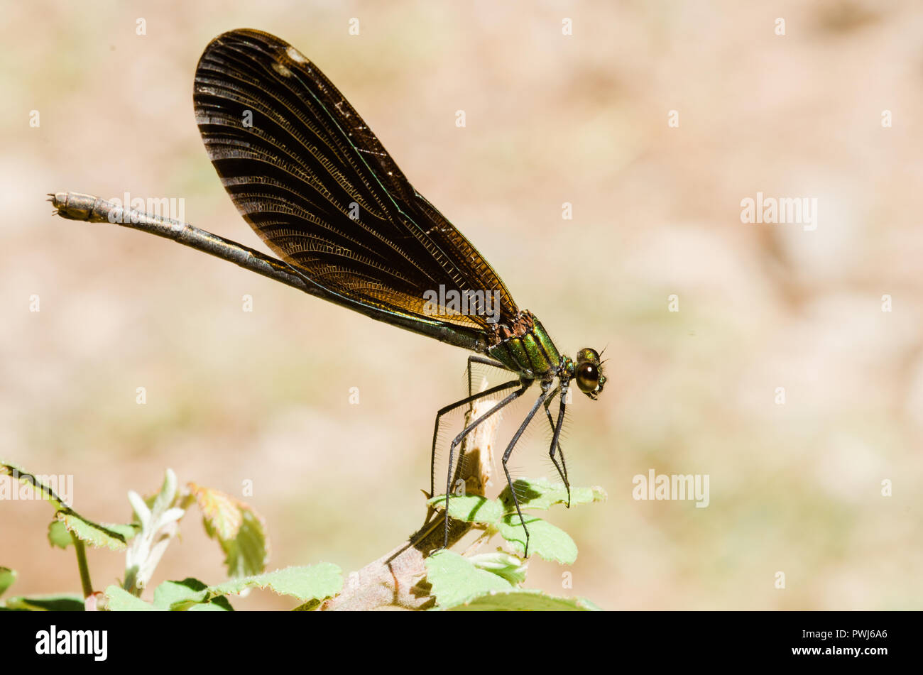 Libelle Fotografie, Schwarz Gelb, Grün, Blau und Rot, Dragonfly, Nahaufnahme, klaren Hintergrund und bokeh Pflanzen Stockfoto