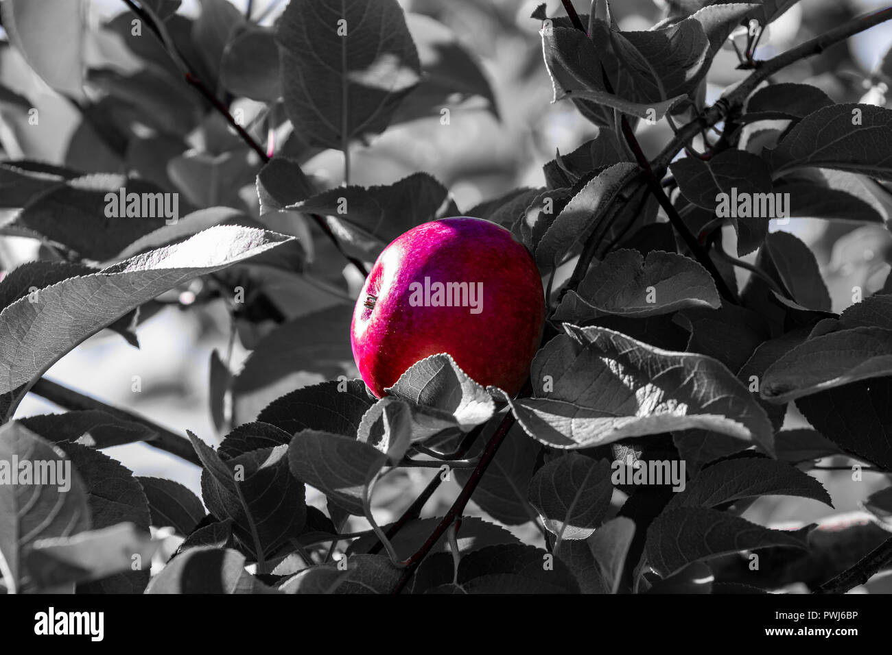 Apple meines Auges. Red Delicious Apple an einem Baum hängend Stockfoto