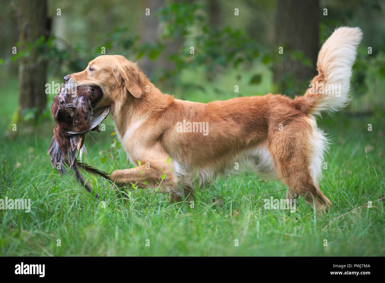 Hund Mit Schwanz Oben Stockfotos & Hund Mit Schwanz Oben Bilder Alamy
