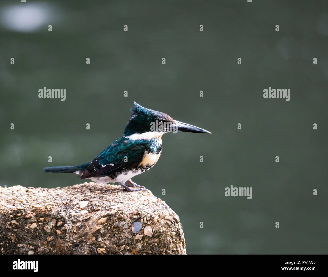 Green Kingfisher auf der Jagd nach Fischen. Stockfoto