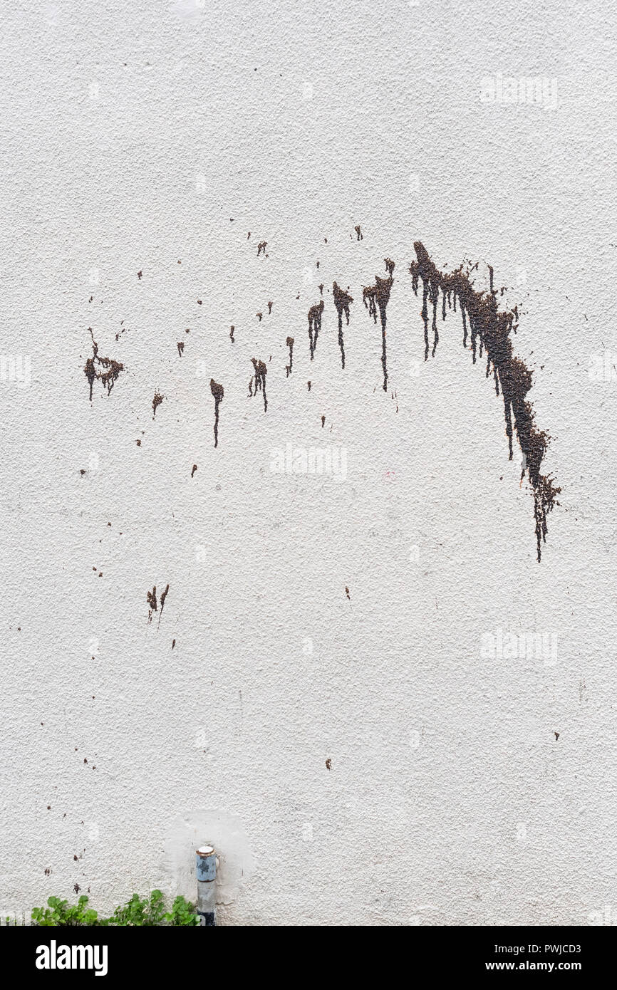 Ein Spritzer Farbe / dunkler Farbwirbel / Farbspritzer auf einer hellen Außenwand des Gebäudes. Zum Ausspritzen, wirbelnde Markierungen, abstrakt malen. Stockfoto