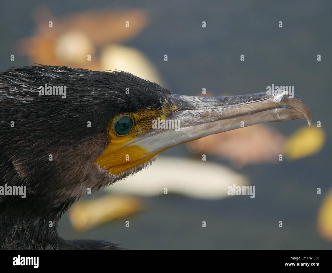 Kormoran - Araneus diadematus. Nahaufnahme des Gesichts- und Schnabel Stockfoto