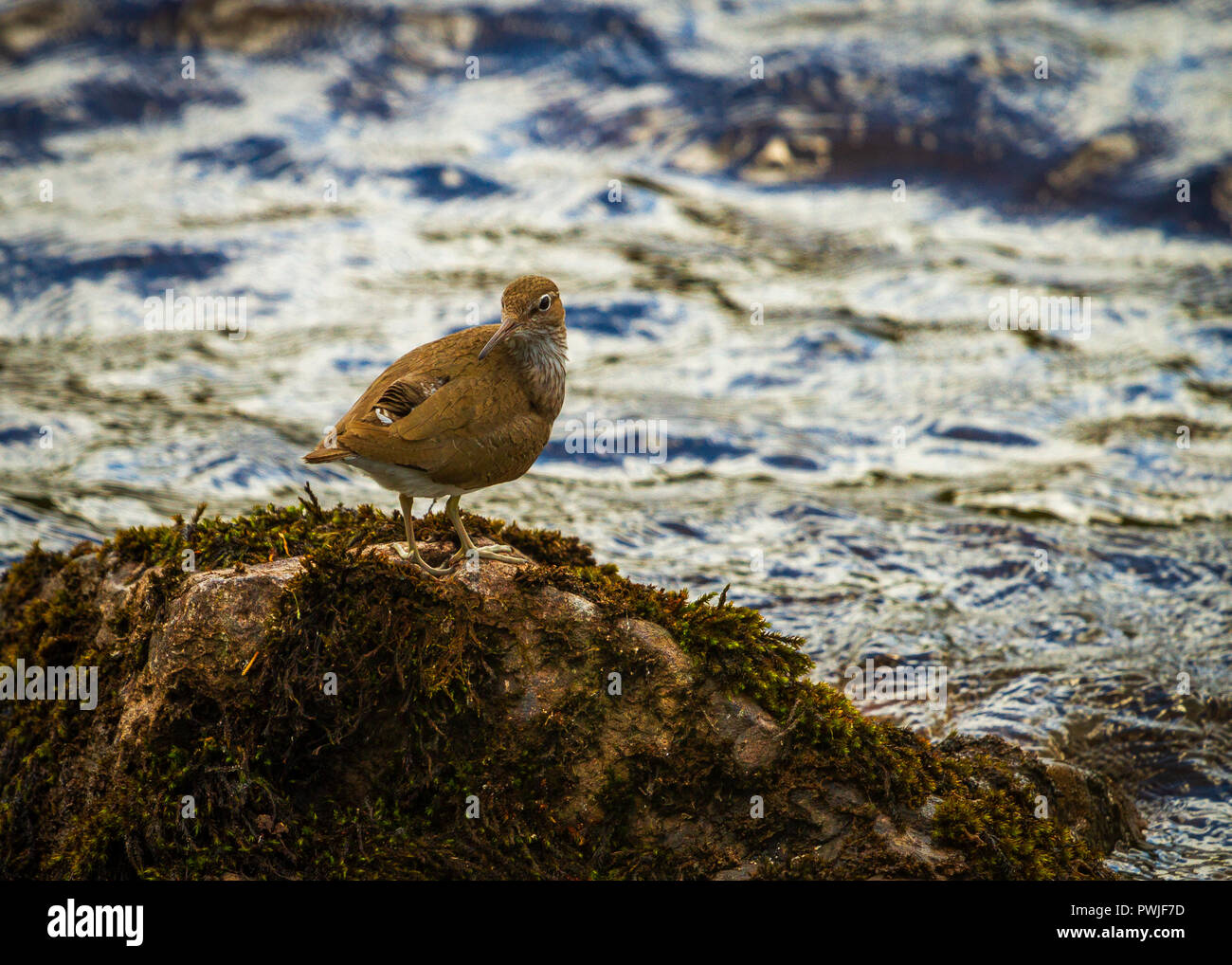 Flussuferläufer auf einem Felsen in einem Schottischen Loch Stockfoto Flussuferläufer auf einem Felsen in einem Schottischen Loch Stockfoto