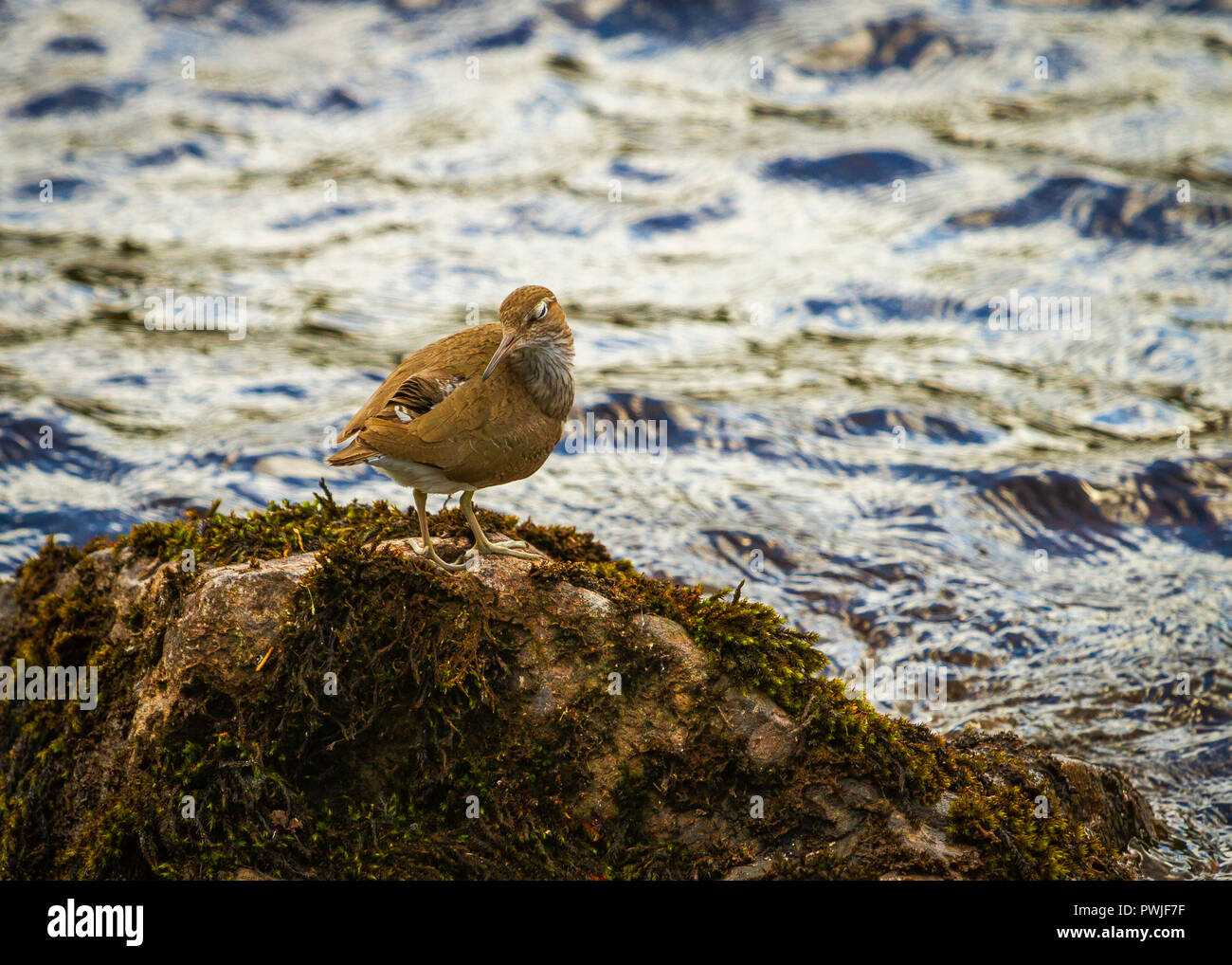 Flussuferläufer auf einem Felsen in einem Schottischen Loch Stockfoto Flussuferläufer auf einem Felsen in einem Schottischen Loch Stockfoto