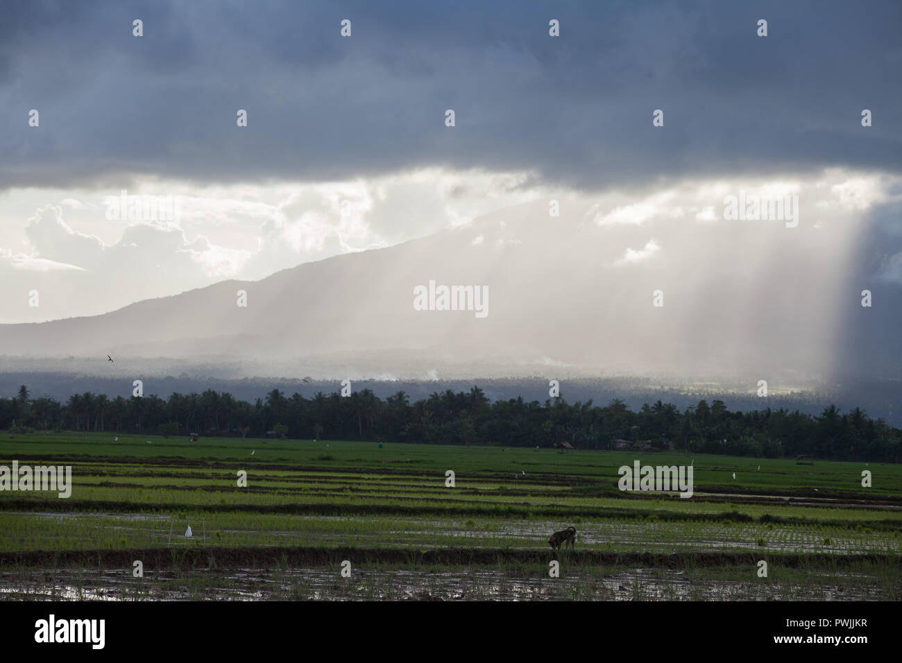 Regenwolken und Felder in Bicol, Philippinen Stockfoto