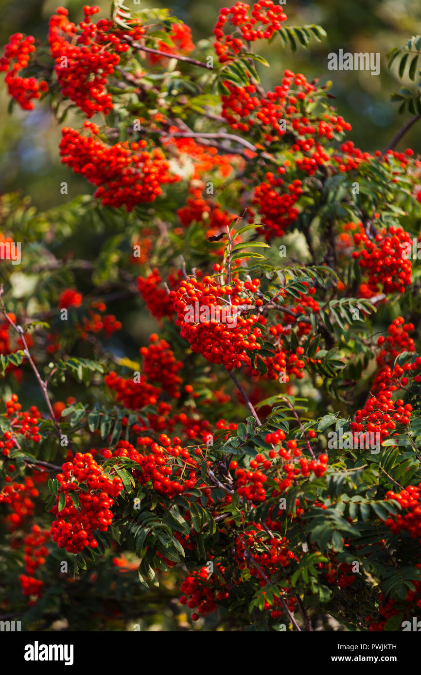 Cotoneaster Baum mit leuchtend roten Beeren im Herbst Stockfoto