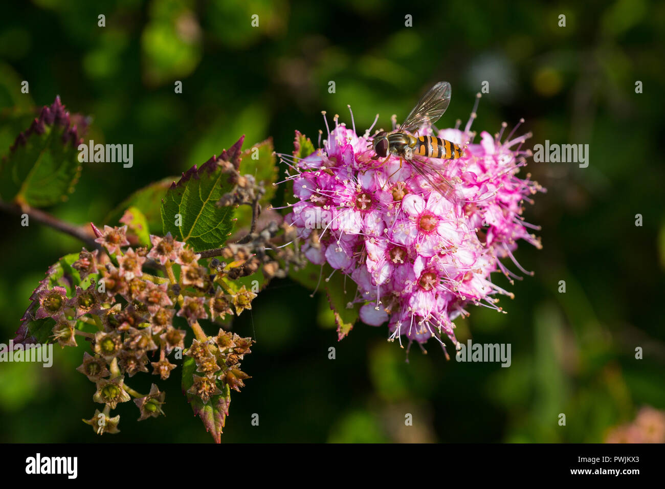 Hoverfly (Episyrphus balteatus) hoverfly in Montrose Garten Schottland Großbritannien sammeln Pollen. Stockfoto