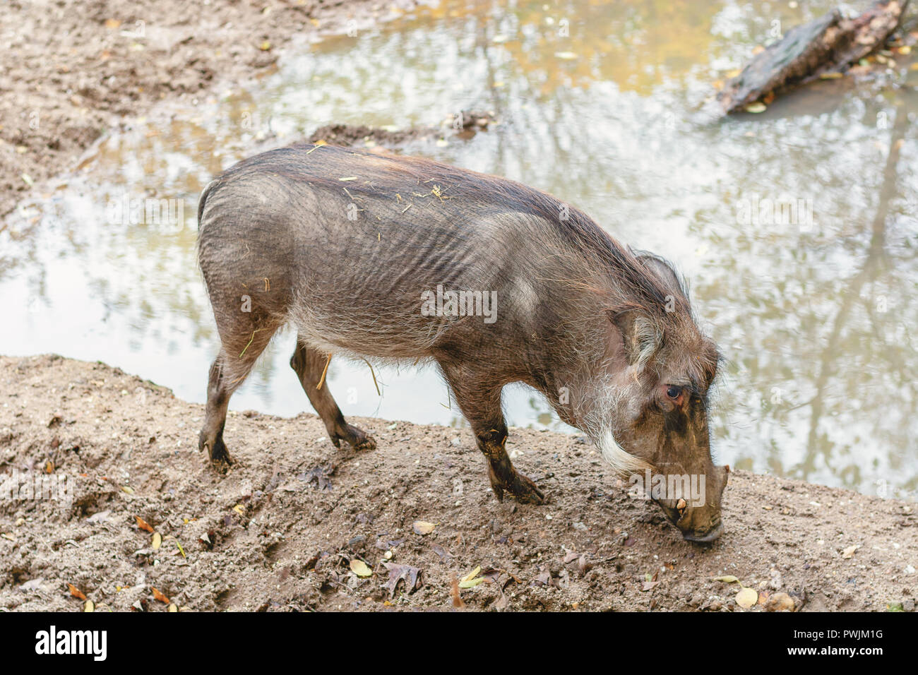 Gemeinsame Warzenschwein trinken von einer Pfütze in Burgers' Zoo in den Niederlanden Stockfoto