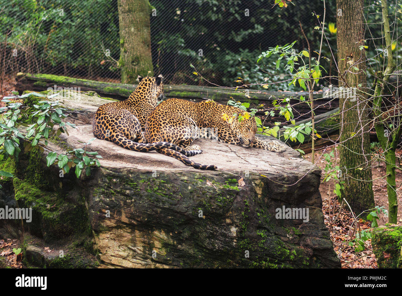 Zwei Sri Lanka panther Rest auf einem großen Felsblock in Burgers' Zoo in den Niederlanden Stockfoto