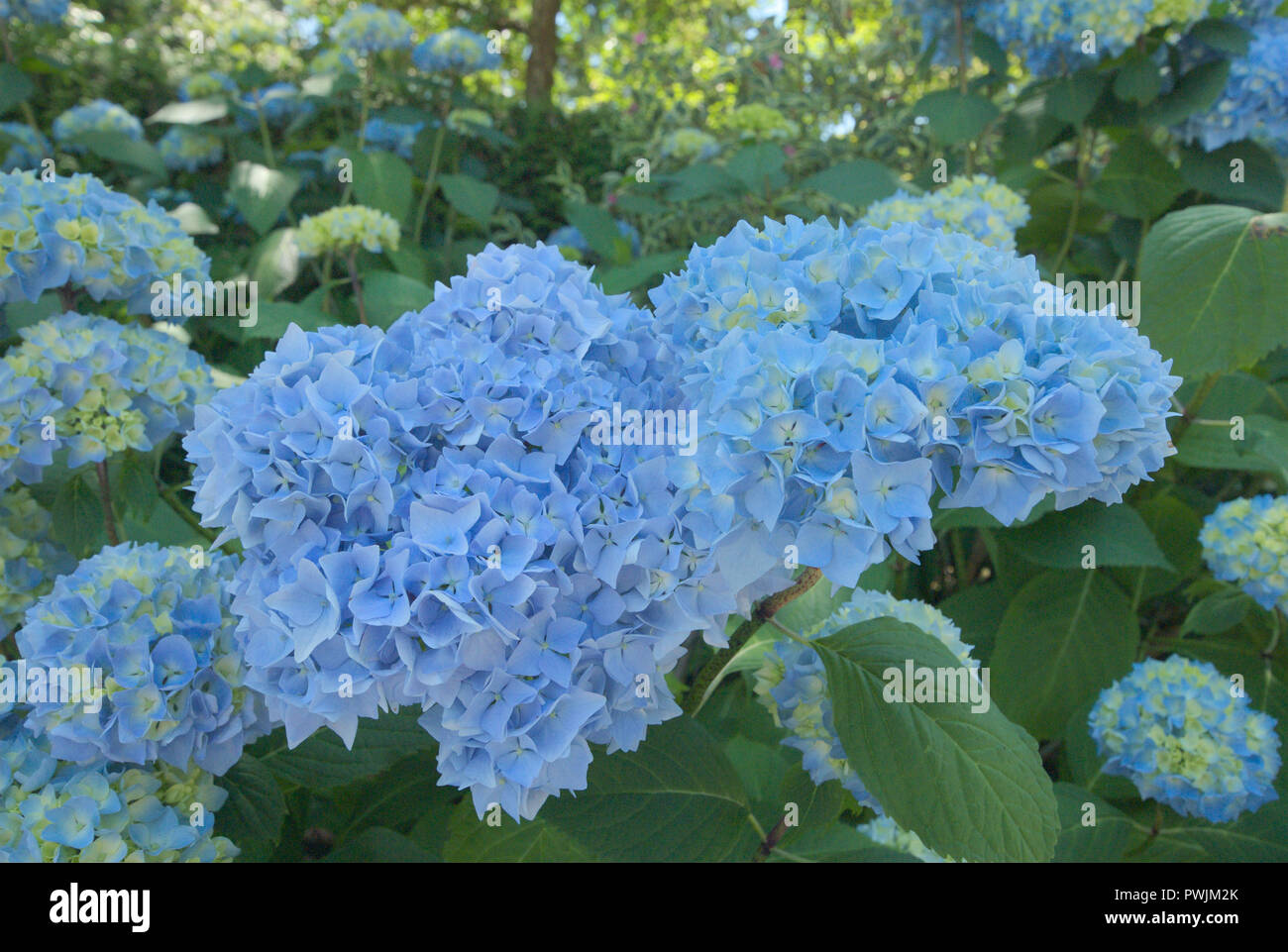 Wunderschöne Hortensien blühen im Sommer in Surrey, British Columbia, Kanada Stockfoto