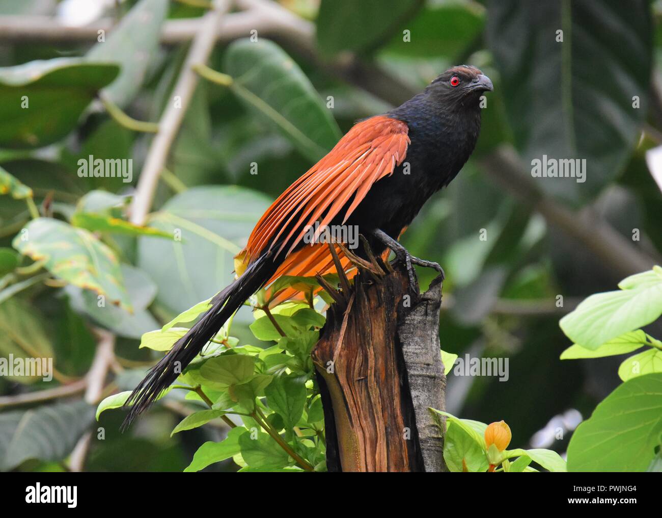 Greater Coucal auf Ast Stockfoto