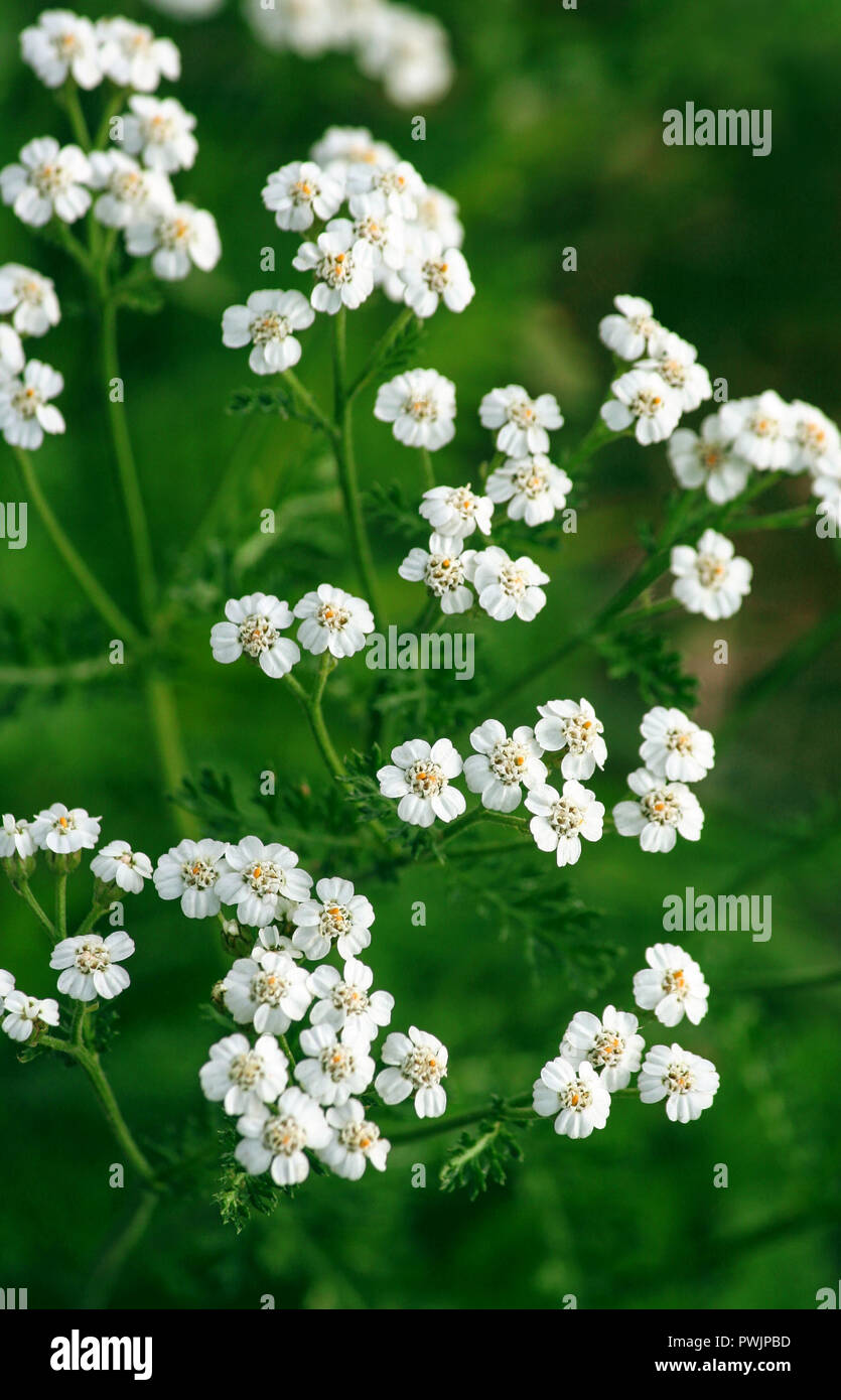 Schafgarbe Zweig zu schließen, ist der Teil scharf ist und das Teil ist verschwommen, die dunklen hell grünen Hintergrund der Laub, kleine weiße Blumen in voller Blüte Stockfoto