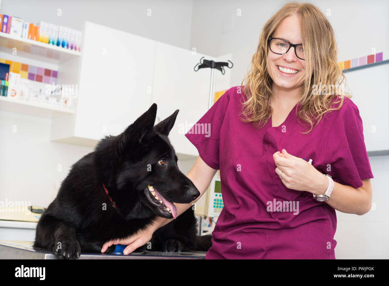 Arzt an der Tierärztlichen Klinik lächelnd mit einem schönen Hund Stockfoto