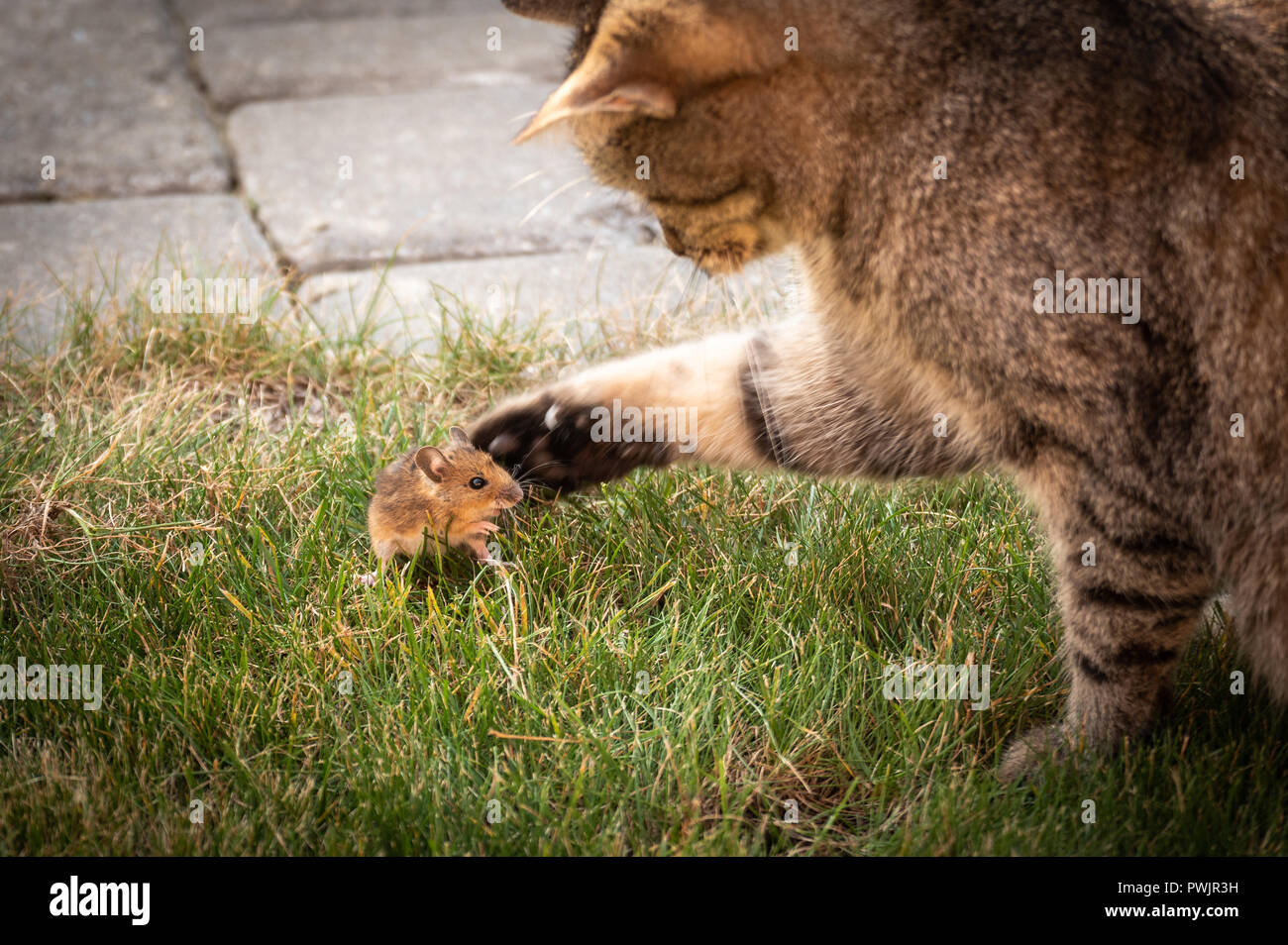 Schöne Katze spielt mit Maus gefangen auf grünem Gras. Stockfoto