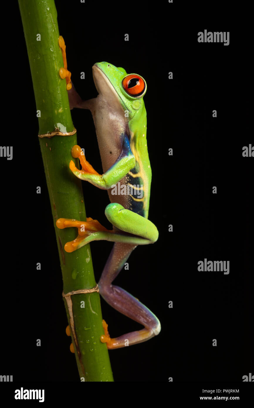 Red-eyed Tree Frog (Agalychnis callidryas) Klettern, Stammzellen Stockfoto