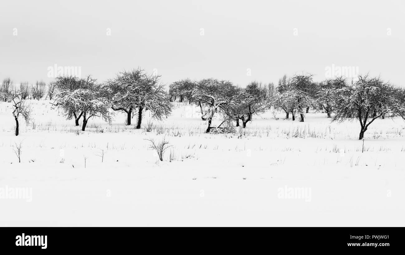Panorama Winterlandschaft, apfelbäume sind mit Schnee, Natur, Schwarzweiß-Effekt Stockfoto