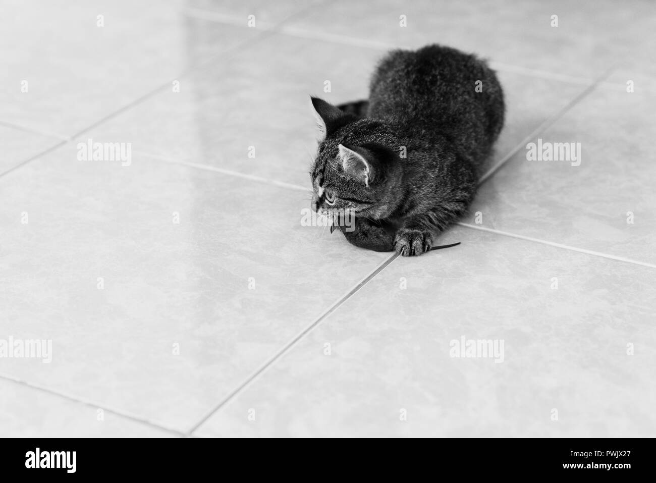 Grau kitty verfing sich eine kleine graue Maus, zu Hause, Schwarzweiß-Effekt Stockfoto