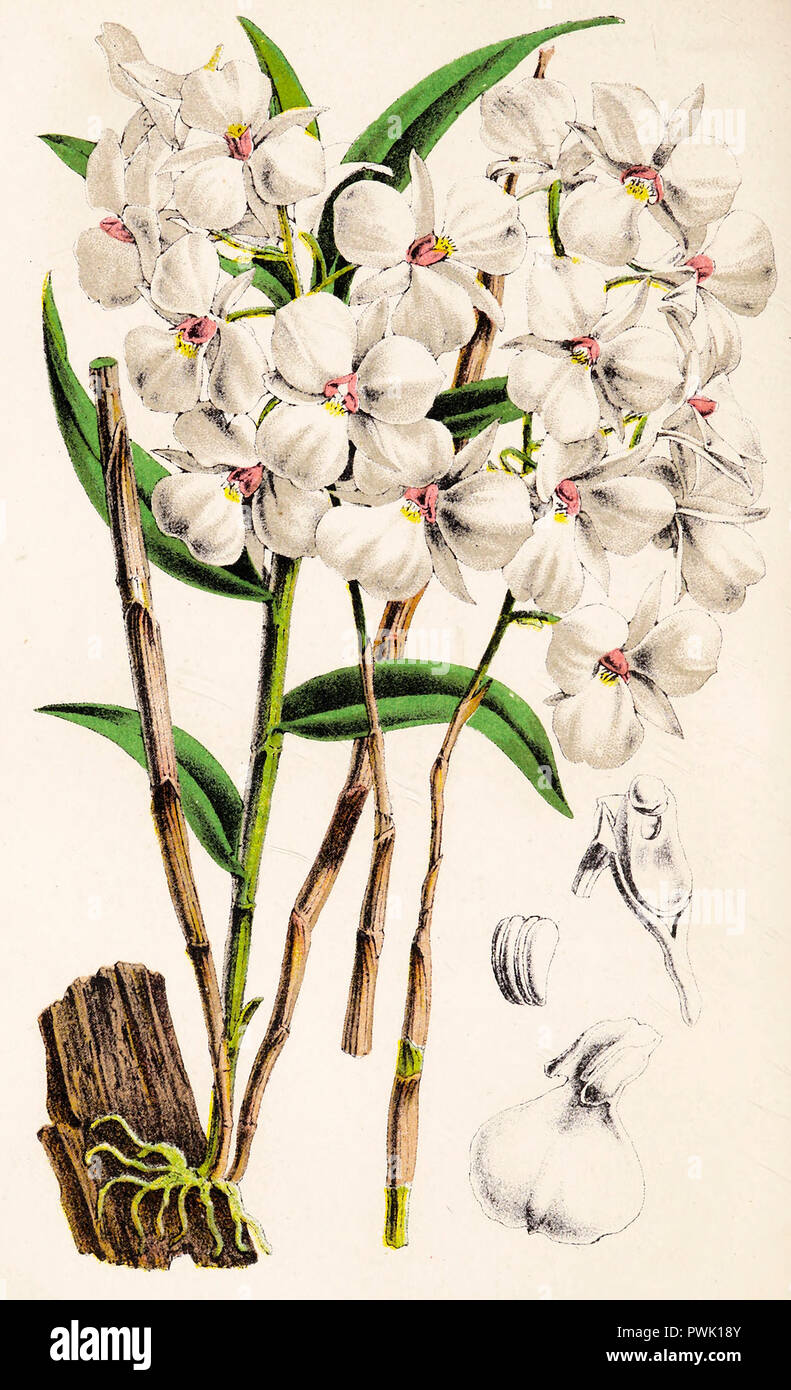 Dendrobium Fytchianum, afrikanische Orchidee, um 1900 Stockfoto