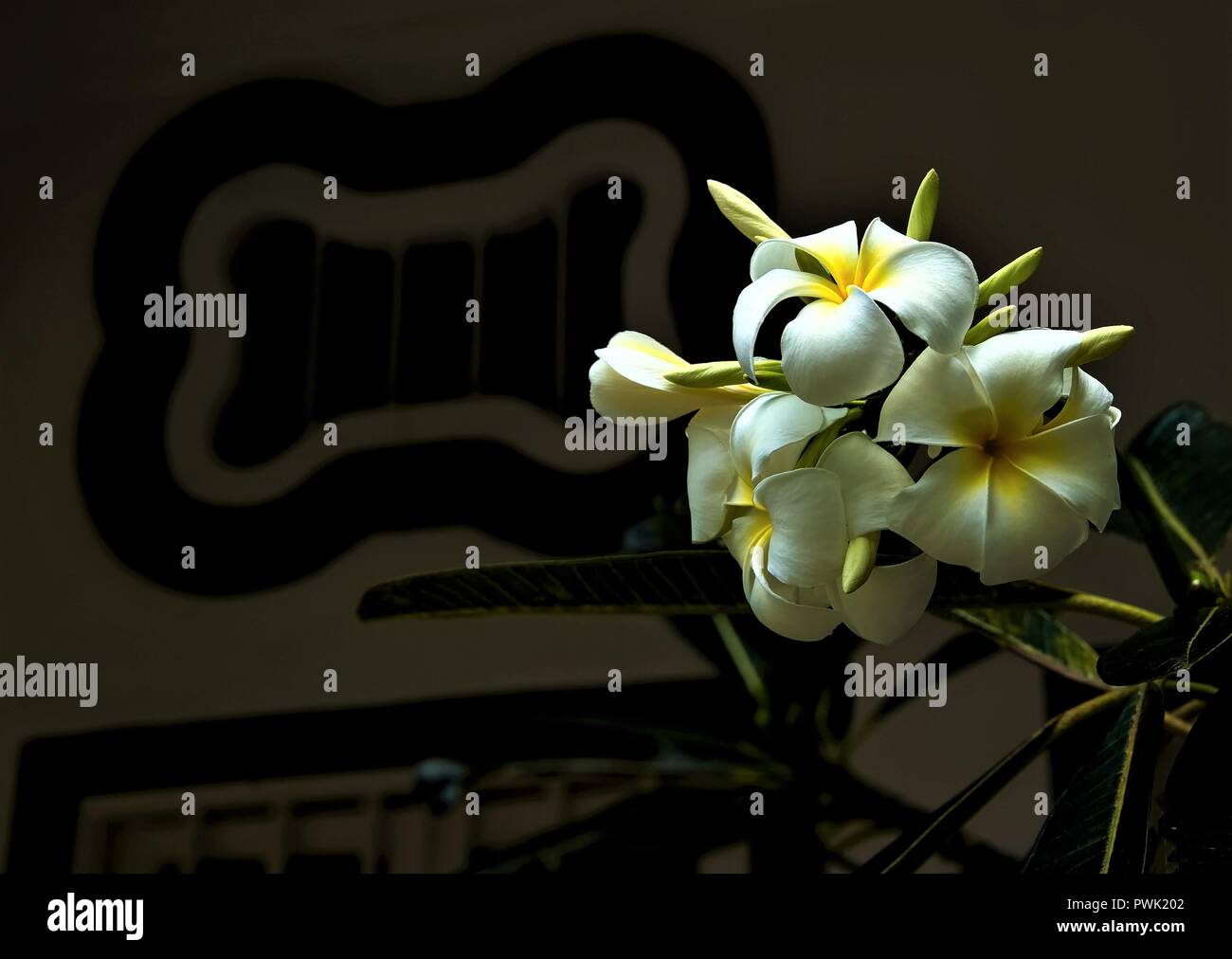 In der Nähe von weißen und gelben Blumen plumeria frangipani oder gegen den dunklen Hintergrund isoliert Stockfoto