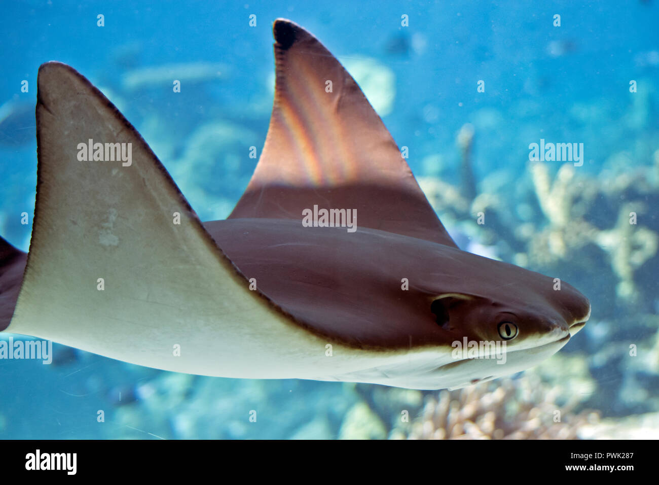 Dies ist eine Nahaufnahme eines Sting Ray Stockfoto