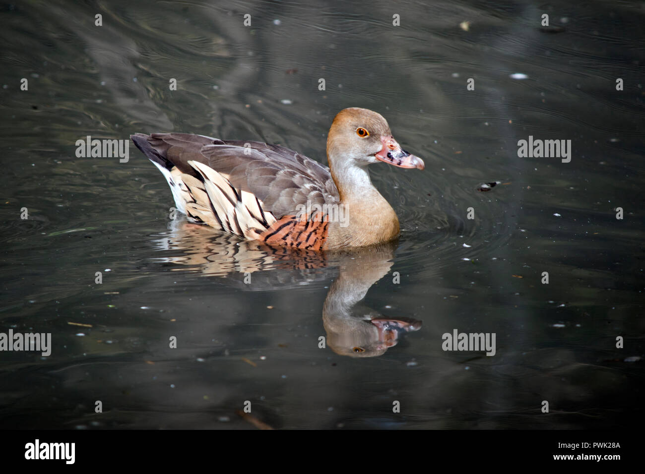 Der wandernde Pfeifen Ente ist Schwimmen im Teich Stockfoto