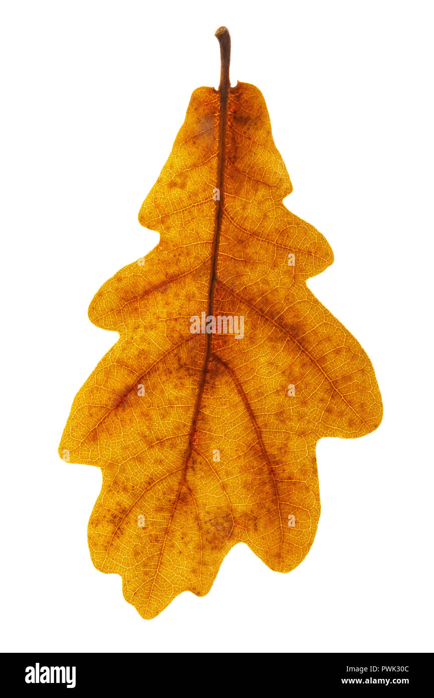 Eiche Blatt auf weißem Hintergrund, Nahaufnahme Stockfoto