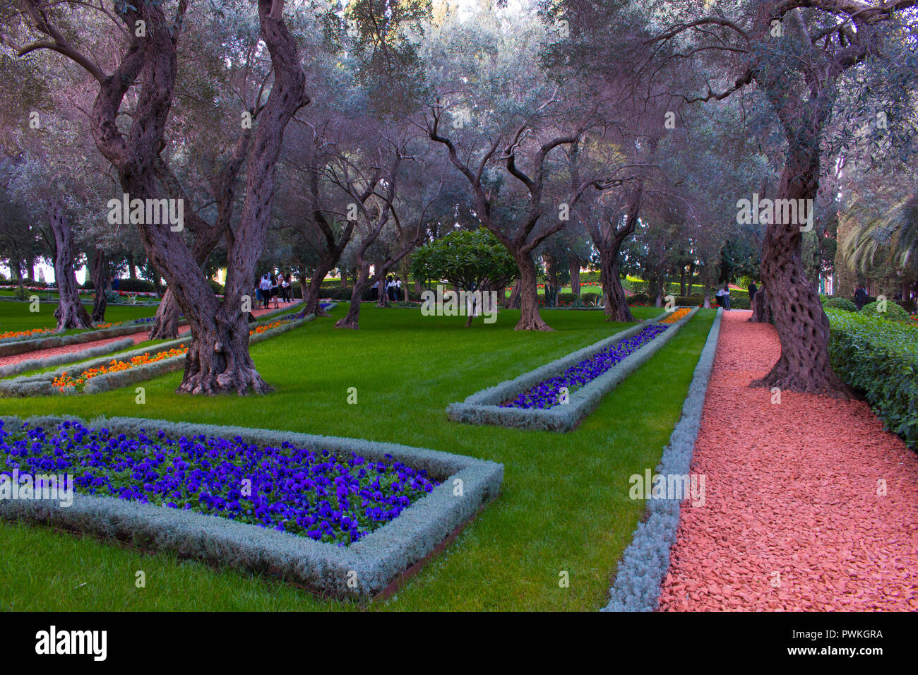 Blühende bunte Blumenbeete im Sommer City Park. Wunderschöne natürliche Landschaft garten Konzept. Israel Stockfoto