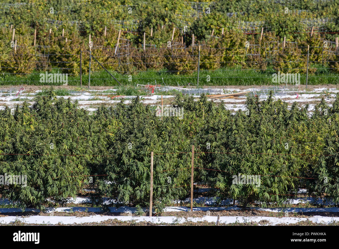 Outdoor legal Cannabis oder Marihuana Farm in der Erntezeit in der Nähe des Pueblo, Colorado. durch den Staat Colorado Lizenziert seit 2014. Stockfoto
