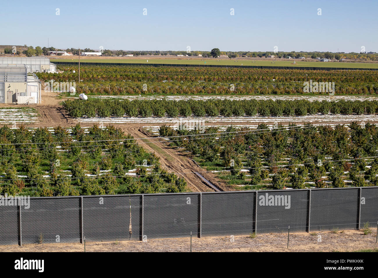 Outdoor legal Cannabis oder Marihuana Farm in der Erntezeit in der Nähe des Pueblo, Colorado. durch den Staat Colorado Lizenziert seit 2014. Stockfoto