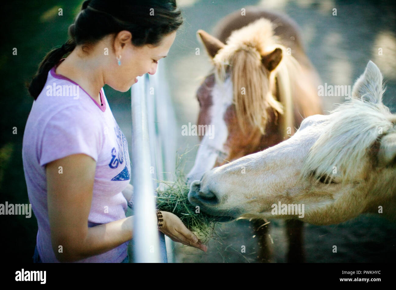 Mitte der erwachsenen Frau Fütterung Heu zu Pferde durch einen Zaun. Stockfoto